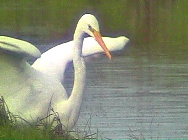 Grotezilverreiger141101